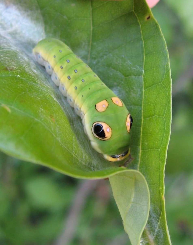 caterpillar1.jpg