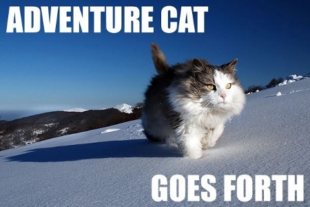 adventure-cat.jpg